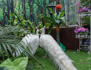 一群神鳥引爆的再次奇跡 ——【建發(fā)·半山御園2期】園林開放日，2天接待5400人